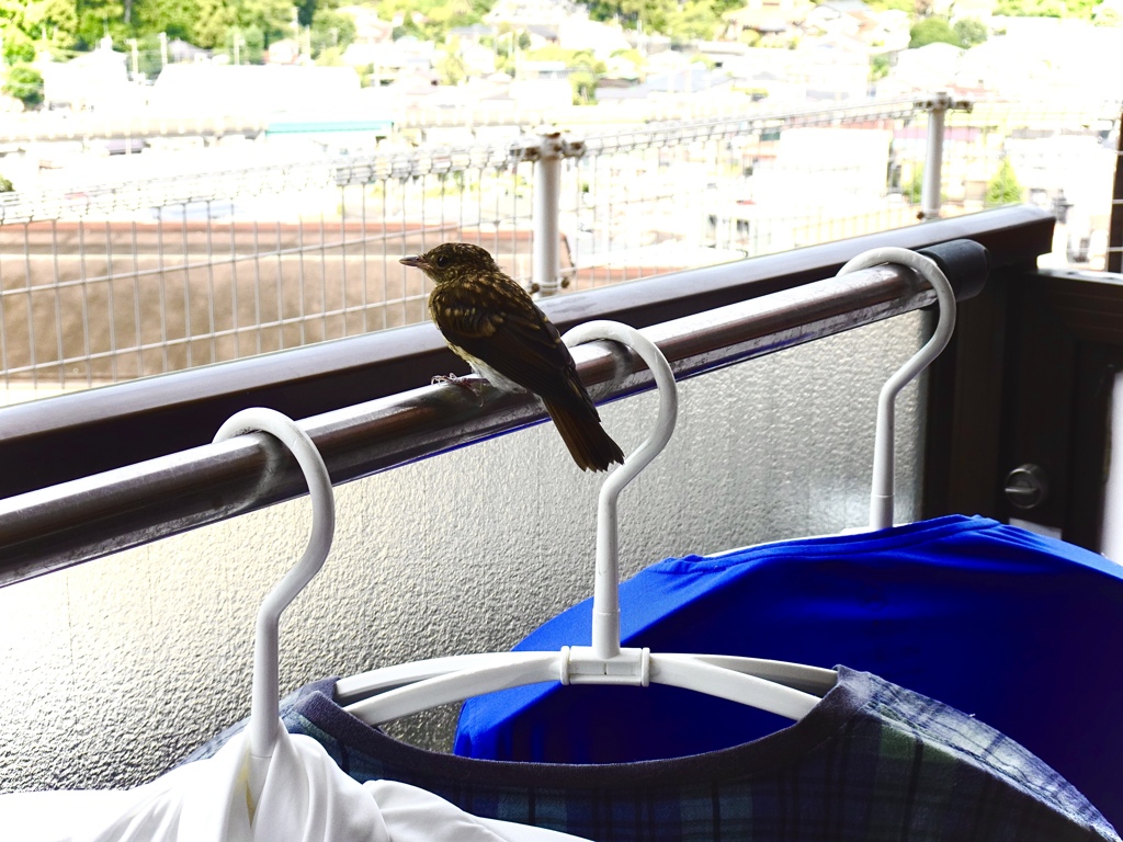 この鳥なんの鳥ふしぎな鳥