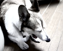 春眠