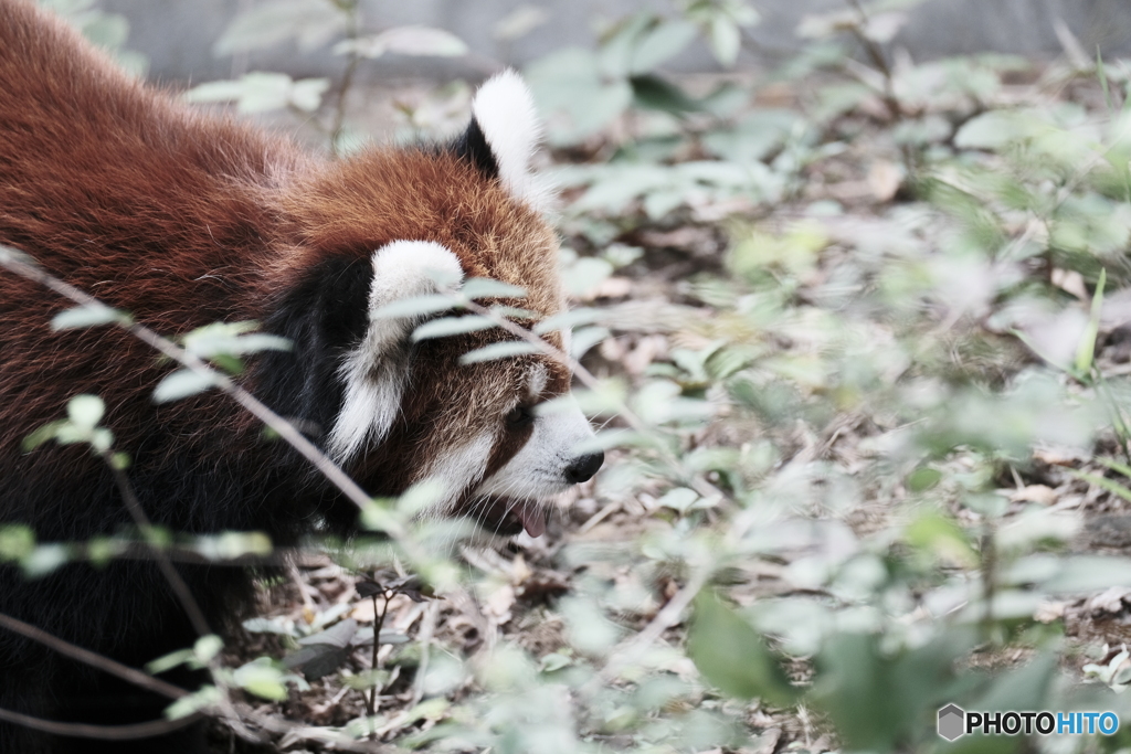 レッサーパンダ