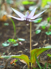 カタクリの花全開