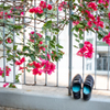 Flowers and shoes