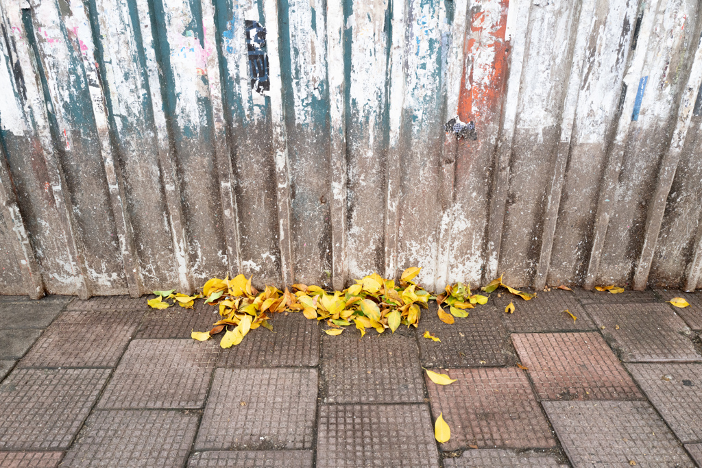 Yellow leaves