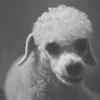 羊犬