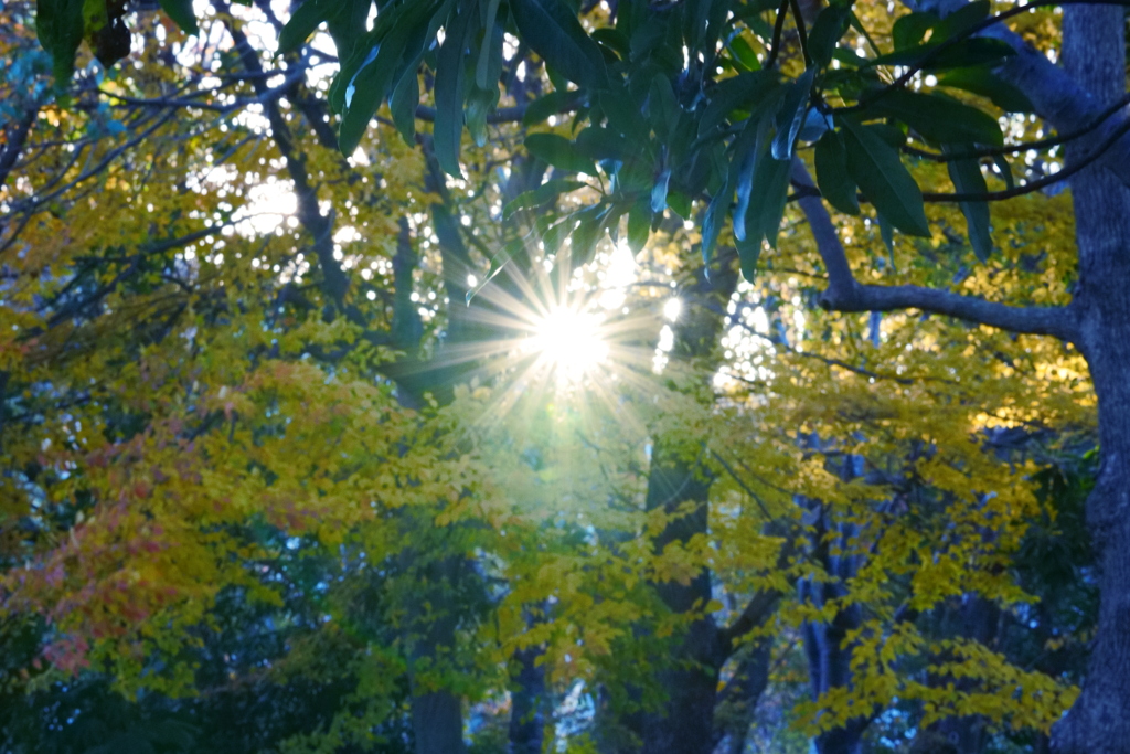 太陽と秋の木々
