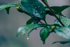 雨上がり