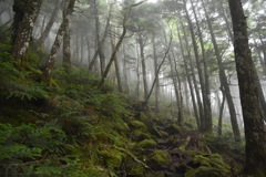 霧の北横岳