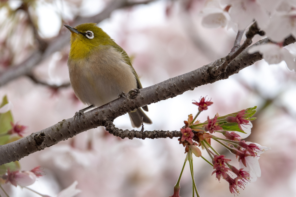 桜とメジロ3