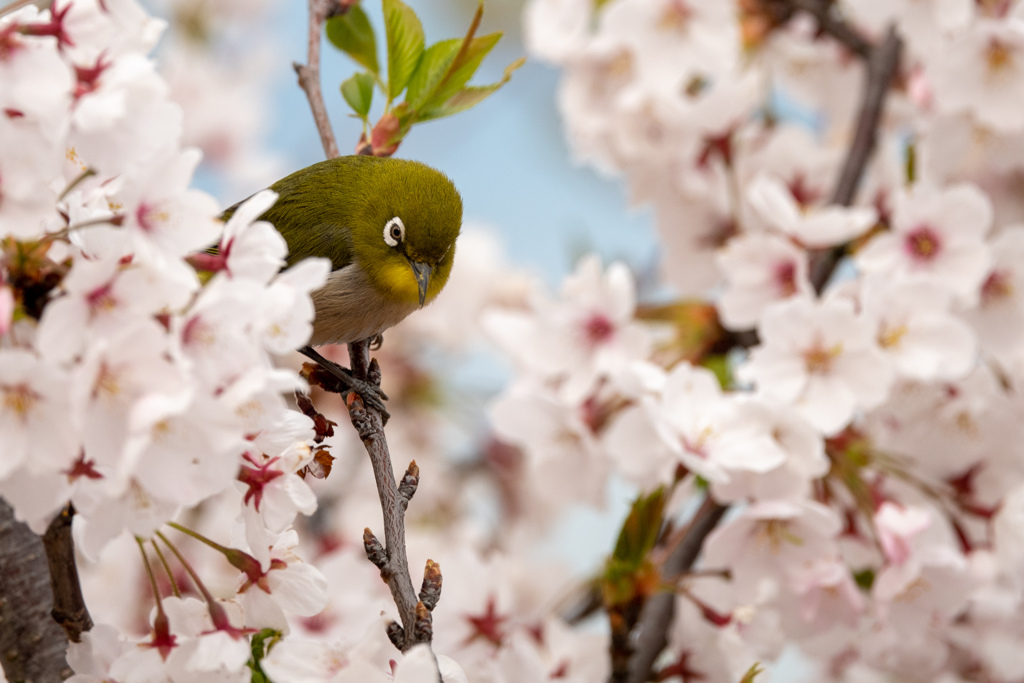 桜とメジロ1