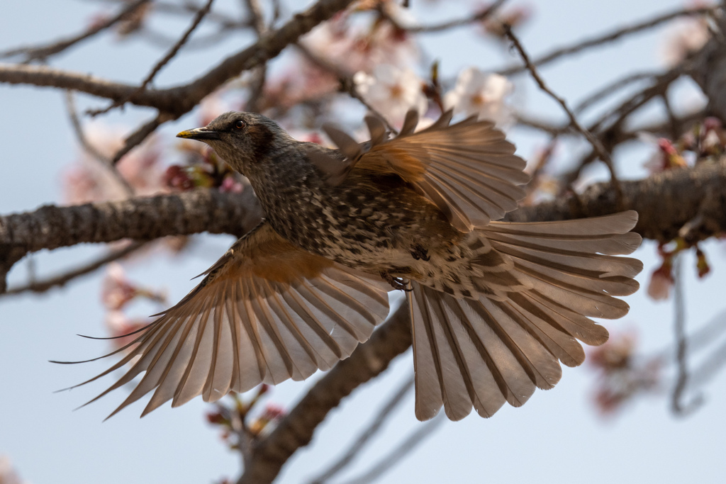 桜間飛行