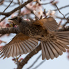 桜間飛行