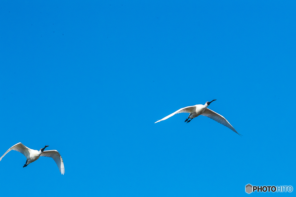 2026年 クロツラヘラサギ 3