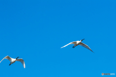 2026年 クロツラヘラサギ 3