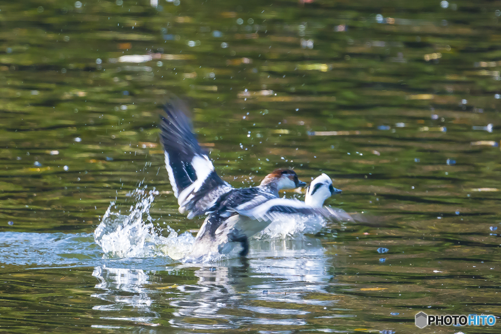2025年 ミコアイサ 4