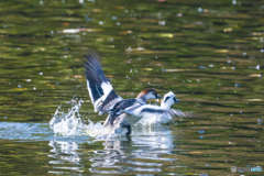 2025年 ミコアイサ 4