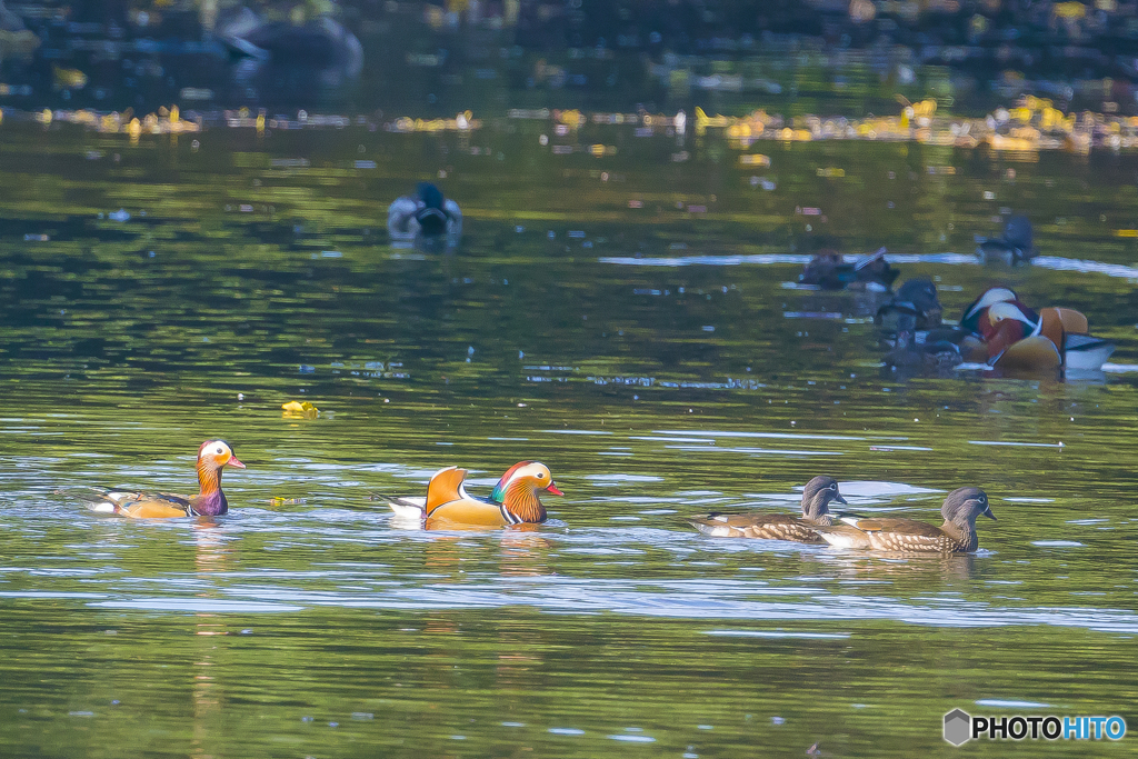 2025年 オシドリ 2