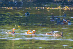 2025年 オシドリ 2