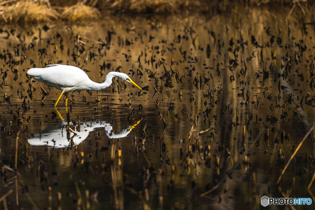 2026年 徐福の森の野鳥 5