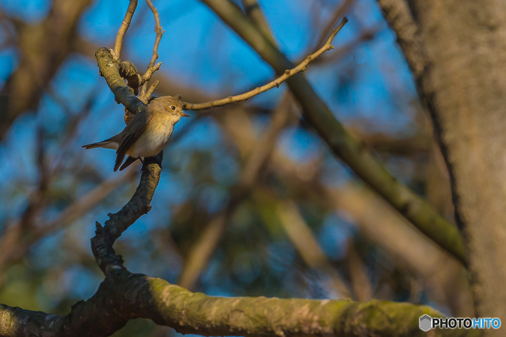 2026年 ニシオジロビタキ 2