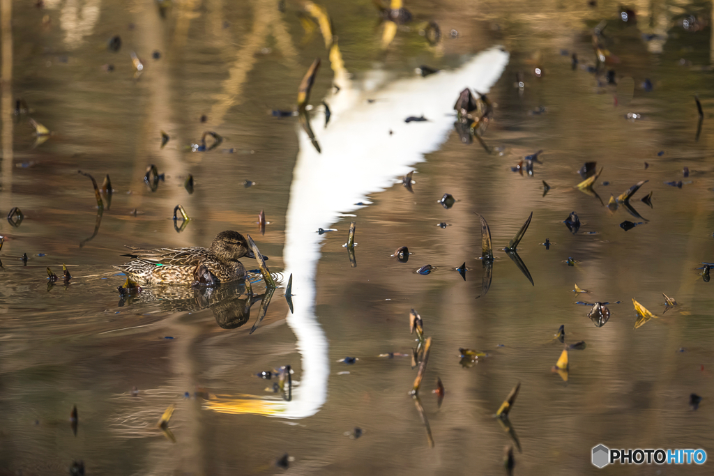 2026年 徐福の森の野鳥 6