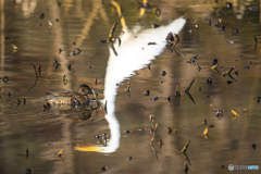 2026年 徐福の森の野鳥 6
