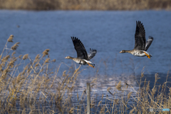 貯水池の野鳥達　３