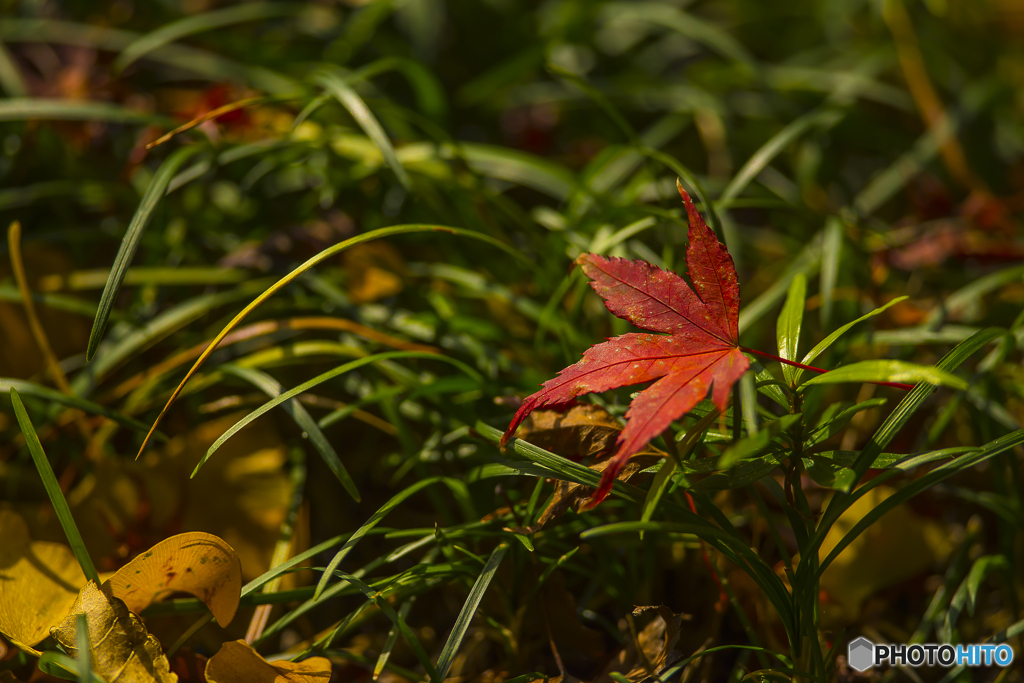 2025年 大山祇神社の紅葉 9