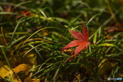 2025年 大山祇神社の紅葉 9