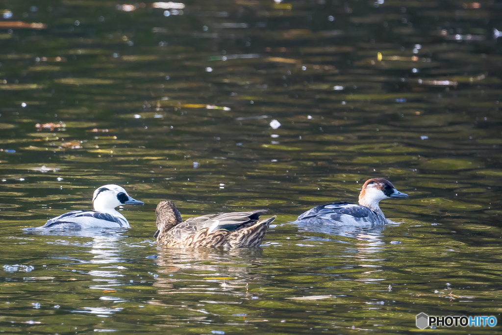 2025年 ミコアイサ 6