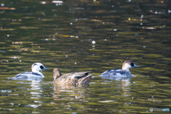 2025年 ミコアイサ 6