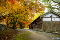 2024年 秋月城跡の紅葉 ４