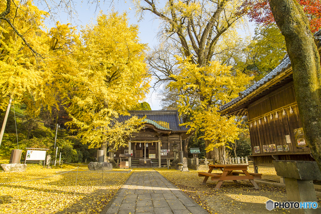 綾部神社の銀杏１