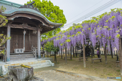 2025年 上高場の大藤 ４