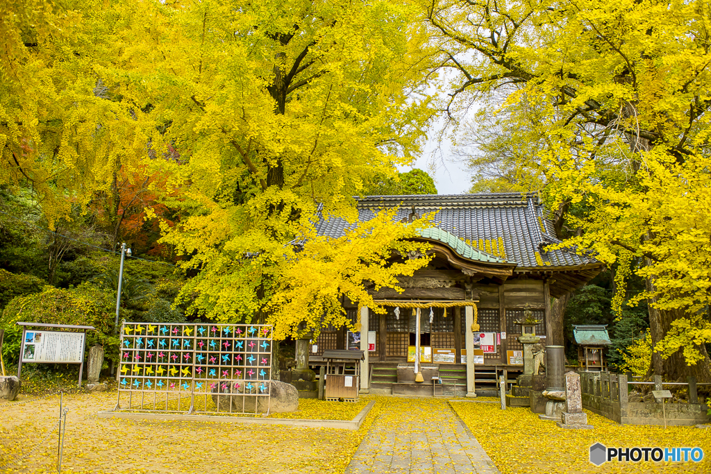 2024年 黄葉の綾部神社 １
