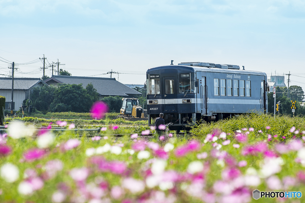 2025年 甘鉄とコスモス 8
