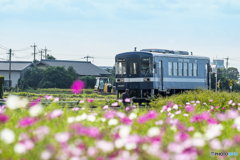 2025年 甘鉄とコスモス 8