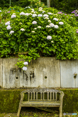 2025年 千光寺の紫陽花 １１