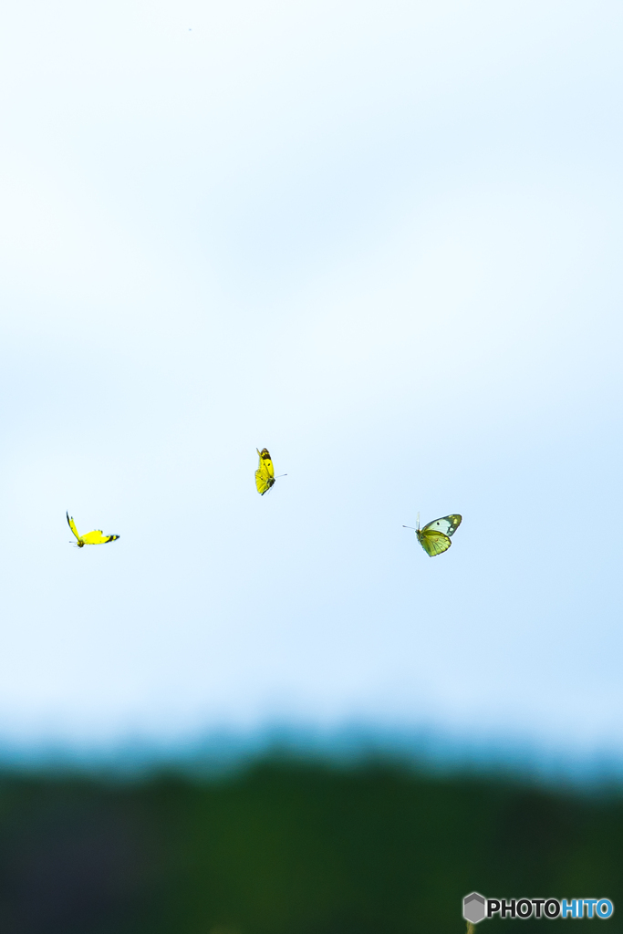 ヒゴタイ公園 モンキチョウ飛翔４