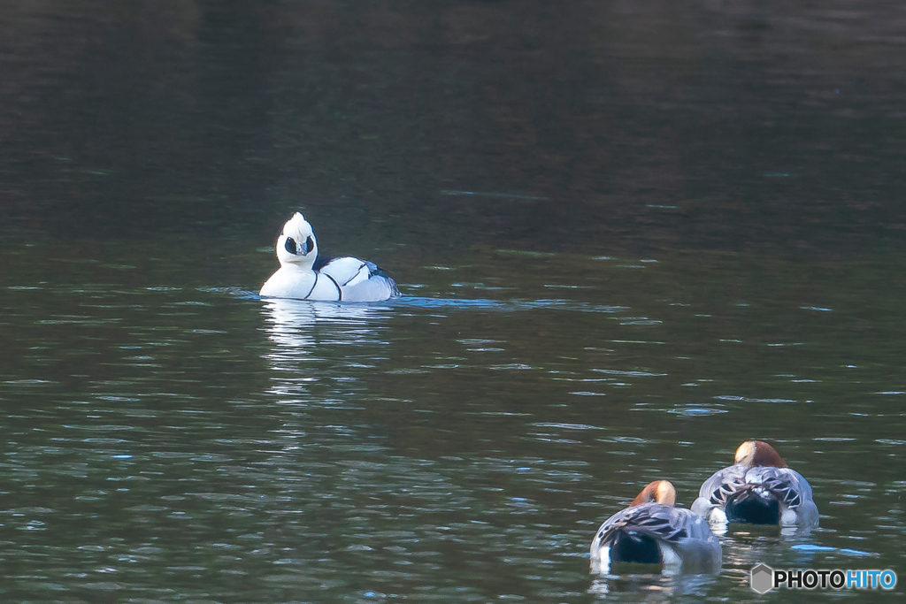 2026年 ミコアイサ 4