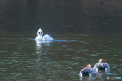 2026年 ミコアイサ 4