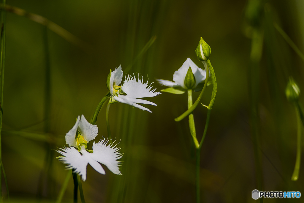 真夏の樫原湿原 １