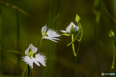 真夏の樫原湿原 １