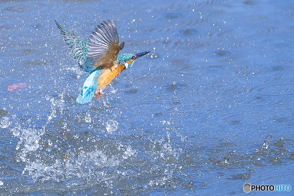 公園のカワセミ １２３