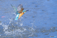 公園のカワセミ １２３