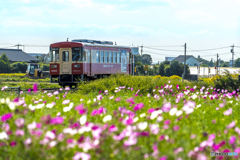 2025年 甘鉄とコスモス 5