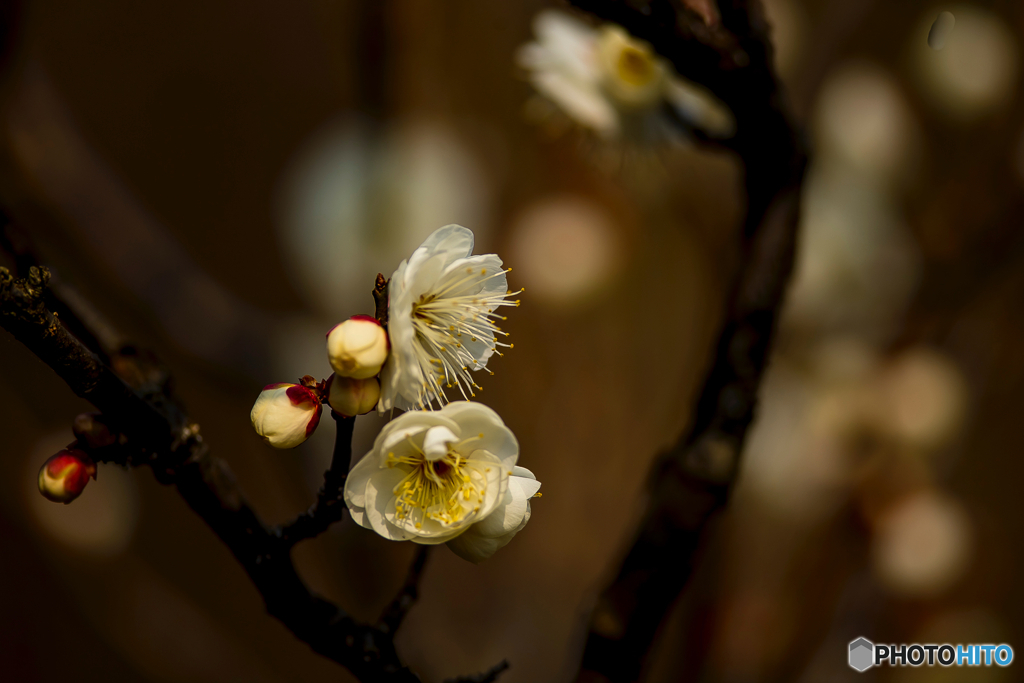 2026年 石橋文化センター散策 17