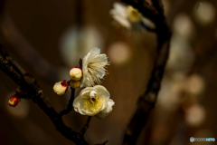 2026年 石橋文化センター散策 17