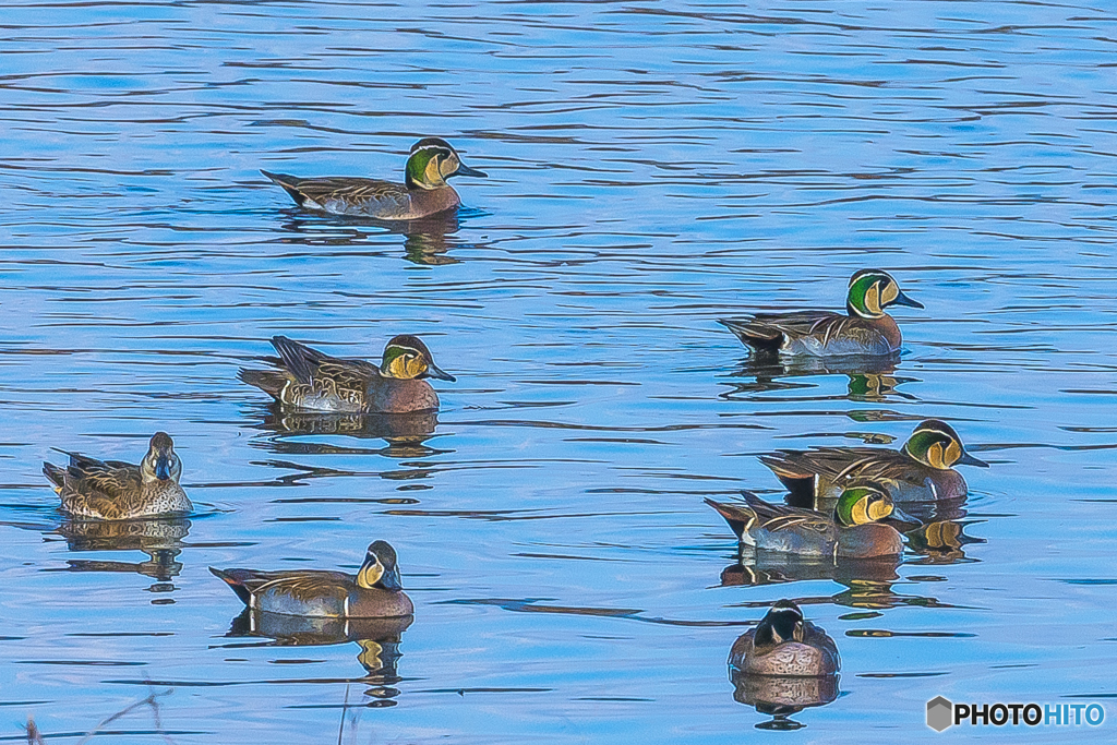 2025年 調整池のトモエガモ 1