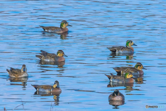 2025年 調整池のトモエガモ 1