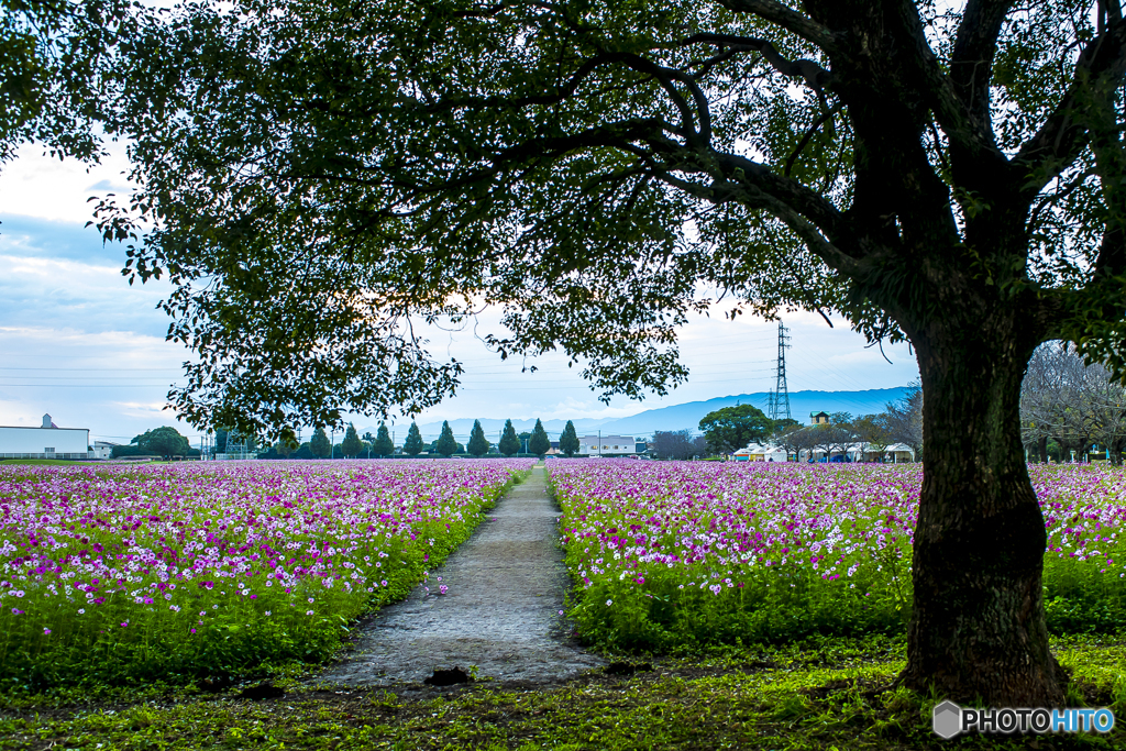 秋桜園 ５
