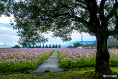 秋桜園 ５